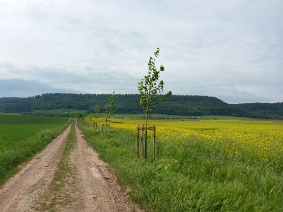 Baumpflanzung in Kleinfurra (Foto: Landschaftspflegeverband S&uuml;dharz/Kyffh&auml;user)