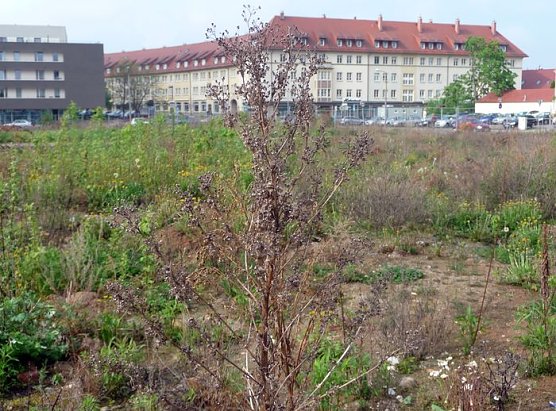 Botanisches Kleinod (Foto: nnz)