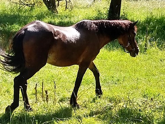 Auch nach dennferien geht es ritterlich weiter in Harzrigi (Foto: Rittergut Harzrigi)