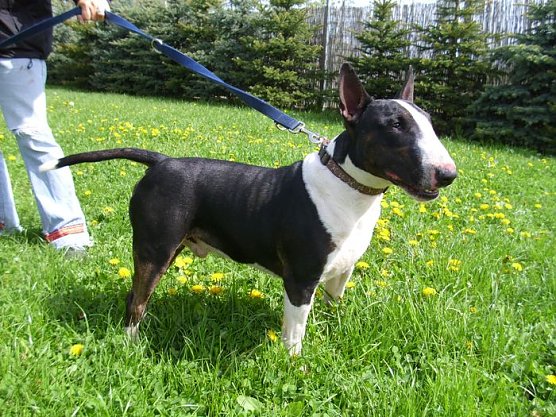 Thyson (Foto: C. Knust)