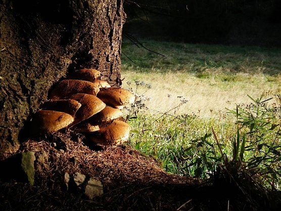 Baum und Pilz: Eine faszinierende Lebensgemeinschaft versteckt im Waldboden (Foto: ThüringenForst) Baum und Pilz: Eine faszinierende Lebensgemeinschaft versteckt im Waldboden (Foto: ThüringenForst)
