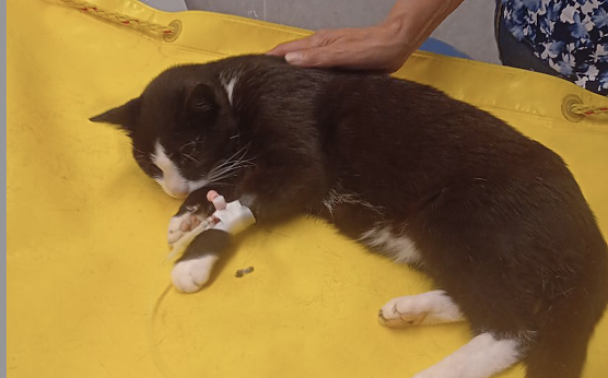 Burgkater Herrmann unter Narkose beim Tierarzt (Foto: Verein für lebendiges Mittelalter) Burgkater Herrmann unter Narkose beim Tierarzt (Foto: Verein für lebendiges Mittelalter)