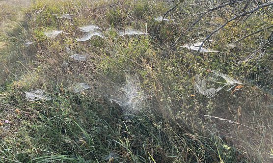 Altweibersommer in Thüringen (Foto: oas) Altweibersommer in Thüringen (Foto: oas)