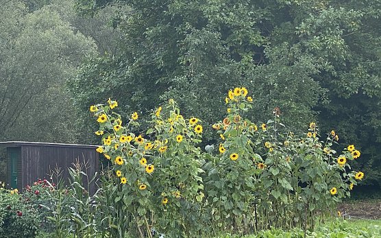 Heute nur geringe Gewitterneigung (Foto: oas) Heute nur geringe Gewitterneigung (Foto: oas)