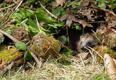 In einer Igelburg kommen Igel gut durch die kalte Jahreszeit. (Foto: © VIER PFOTEN) In einer Igelburg kommen Igel gut durch die kalte Jahreszeit. (Foto: © VIER PFOTEN)