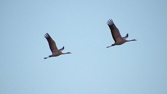Kraniche im Anflug (Foto: Ulrich Reinboth) Kraniche im Anflug (Foto: Ulrich Reinboth)