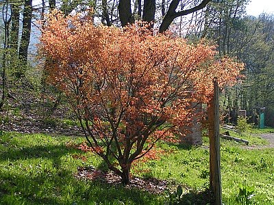 Ahorn im Arboretum (Foto: marco Müller-John) Ahorn im Arboretum (Foto: marco Müller-John)