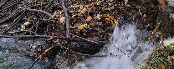 Vom Biber errichteter Damm in der Salza. (Foto: J.T.) Vom Biber errichteter Damm in der Salza. (Foto: J.T.)
