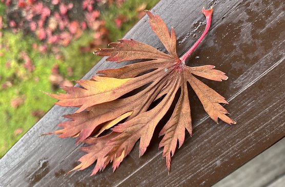 Es bleibt vorerst freundlich (Foto: oas) Es bleibt vorerst freundlich (Foto: oas)