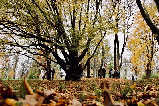 Beim performativer Waldspaziergang ging man auf Tuchfühlung mit dem Gehölz (Foto: agl) Beim performativer Waldspaziergang ging man auf Tuchfühlung mit dem Gehölz (Foto: agl)