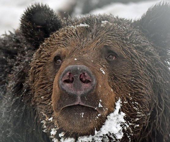 Bär Pedro freut sich schon auf den Advent (Foto: Bärenpark) Bär Pedro freut sich schon auf den Advent (Foto: Bärenpark)