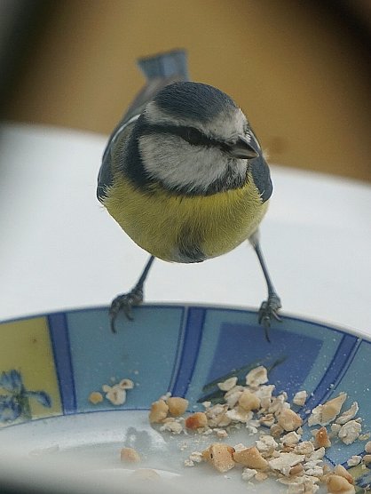 Zu Gast an der Futterstelle: eine Blaumeise (Foto: Sophie B.)