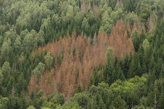 Tote Fichten im Harz, Archivbild aus 2021 (Foto: nnz-Archiv)