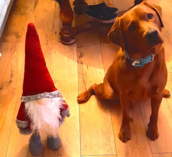 Labrador Heinrich aus Sondershausen (Foto: Heike Lange)