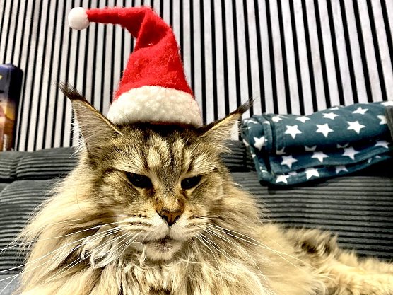 Weihnachtskatze Hummel (Foto: Peggy Neppe)