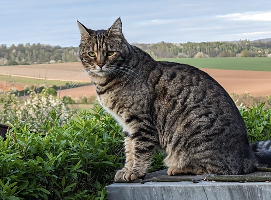 Kater Rufus wird seit Mitte Dezember vermisst (Foto: privat) Kater Rufus wird seit Mitte Dezember vermisst (Foto: privat)