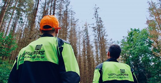 Die Nadelw&auml;lder im Harz sind Geschichte, um gegen Klima&auml;nderungen gewappnet zu sein, soll in Zukunft Mischwald das Bild bestimmen (Foto: nnz-Archiv)