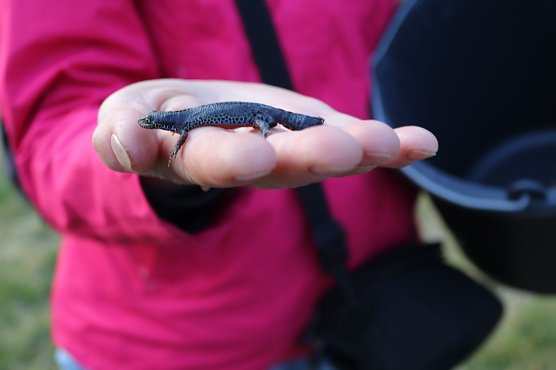 Ein Bergmolch im Teichtal (Foto: Landschaftspflegeverband S&uuml;dharz/Kyffh&auml;user)