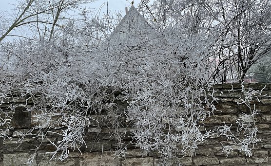 Eine Frostnacht gilt es noch zu &uuml;berstehen (Foto: oas)