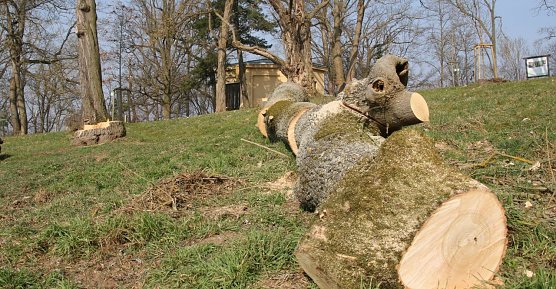 Gefallen, zers&auml;gt und bereit zum Abtransport - im Park Hohenrode musste man sich von einigen B&auml;umen verabschieden, plant aber bereits die Neupflanzungen f&uuml;r das Fr&uuml;hjahr (Foto: agl)