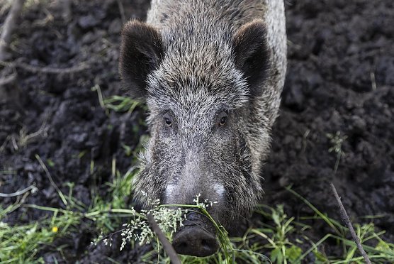 Wildschwein (Foto: Vier Pfoten )