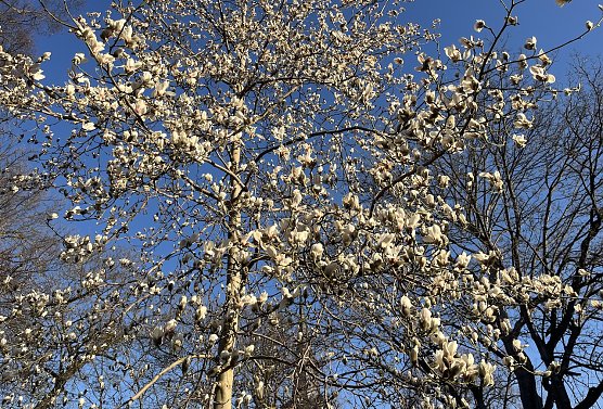 Baumbl&uuml;te beginnt: Endlich Fr&uuml;hling! (Foto: oas)