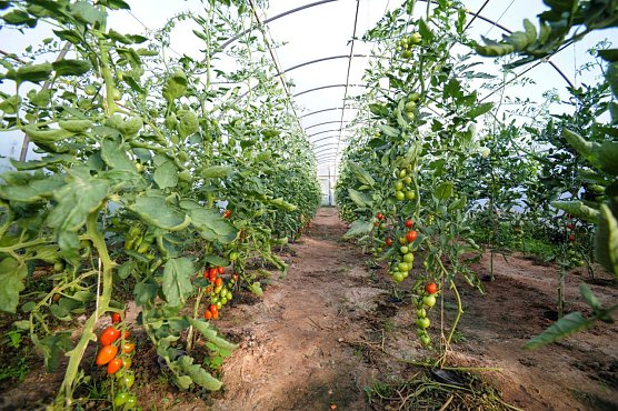 Vom Feld auf den Teller (Foto: Horizont-Verein)