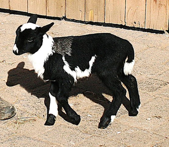 Dreifarbiges Lamm auf dem Hof der Familie Möckel (Foto: Ulrich Reinboth) Dreifarbiges Lamm auf dem Hof der Familie Möckel (Foto: Ulrich Reinboth)