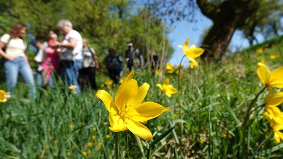Botanische Seltenheit in unseren Breiten: die Wilde Tulpe (Foto: nnz)