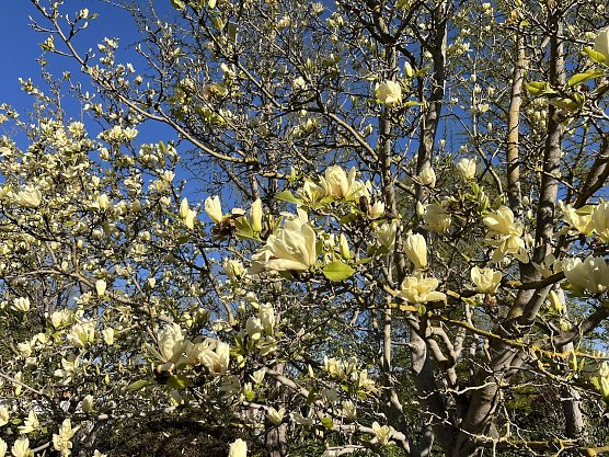 Magnolienbl&uuml;te (Foto: oas)