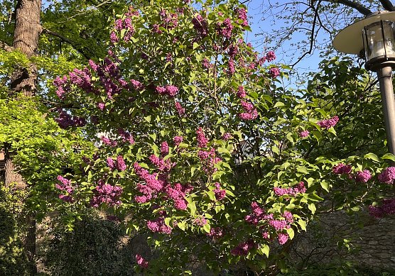 Flieder im Park (Foto: oas) Flieder im Park (Foto: oas)