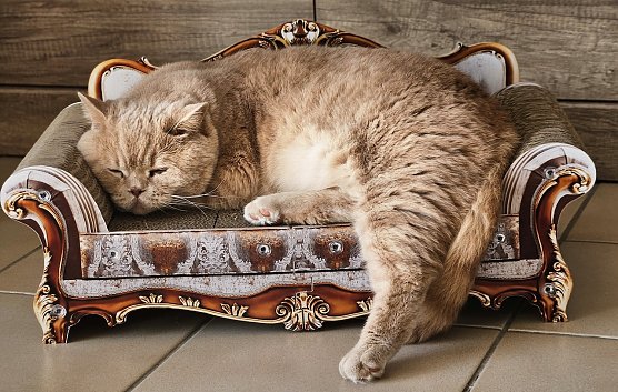 Unser König "Kater" auf dem Thron (Foto: Carmen Böhner) Unser König "Kater" auf dem Thron (Foto: Carmen Böhner)