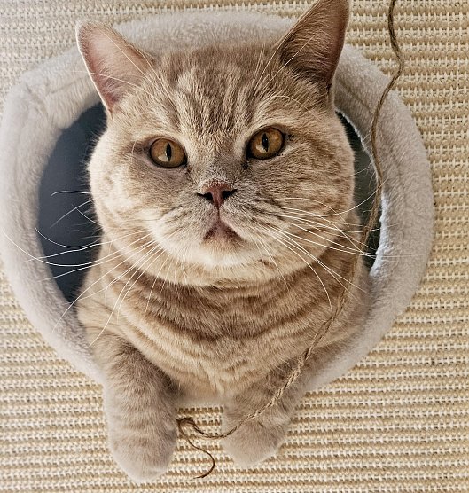 Kater - Blick aus dem Fenster (Foto: Carmen Böhner) Kater - Blick aus dem Fenster (Foto: Carmen Böhner)