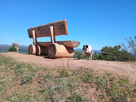 Sattelk&ouml;pfe mit Mops (Foto: Jens Polte)