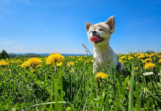 Hund Spike on Tour (Foto: Andreas Grunwald)