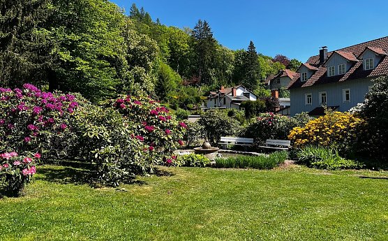 Rhododendronfest in S&uuml;lzhayn (Foto: I.Kalbitz)