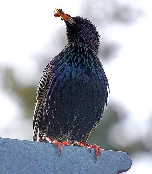 Momentaufnahme Star (Foto: S. Boikat)