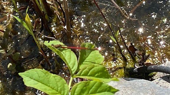 Rote Libelle am Teich (Foto: Christa Manck) Rote Libelle am Teich (Foto: Christa Manck)
