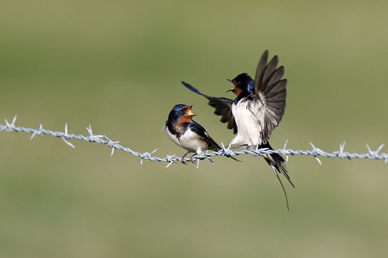 Rauchschwalben (Foto: Hartmut Mletzko) Rauchschwalben (Foto: Hartmut Mletzko)