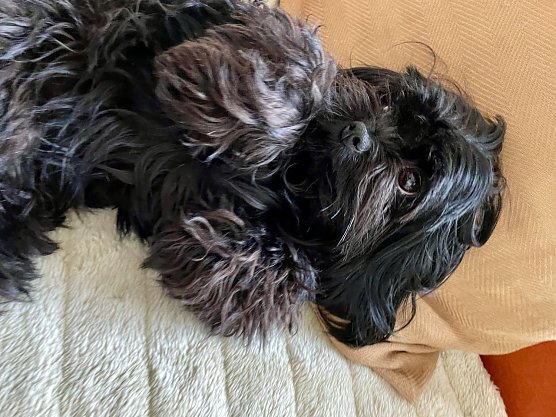 Wo ist Torvi? (Foto: K. Köster) Wo ist Torvi? (Foto: K. Köster)