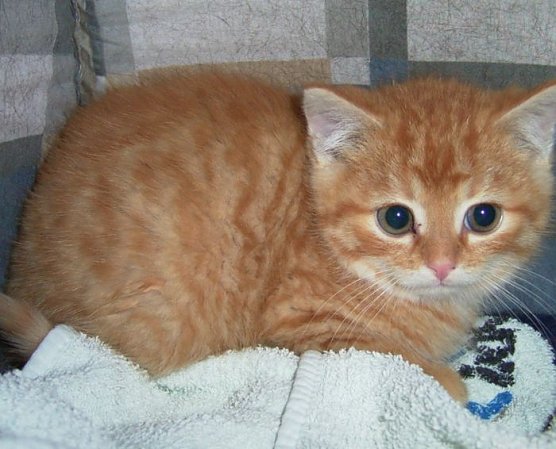 Tieren helfen (Foto: privat) Tieren helfen (Foto: privat)