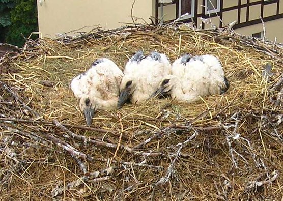 Trio mit Ringen (Foto: Gemeinde G&ouml;rsbach)