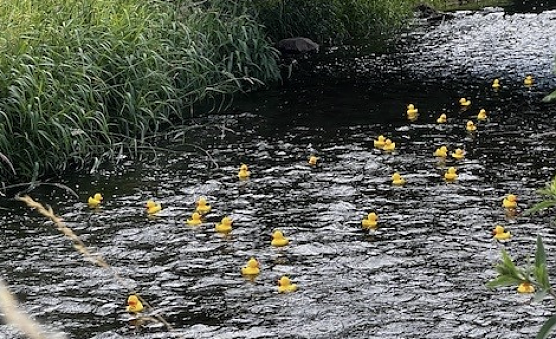 Von Adam bis Zacharias - biblisches Entenrennen auf der Helme (Foto: Diana Kupfer)