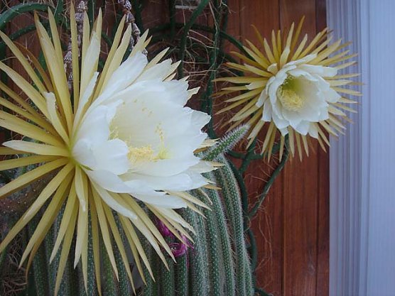 Für eine Nacht (Foto: J. Bierwisch) Für eine Nacht (Foto: J. Bierwisch)