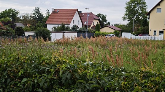 Die Disteln "stehen gut" (Foto: nnz)