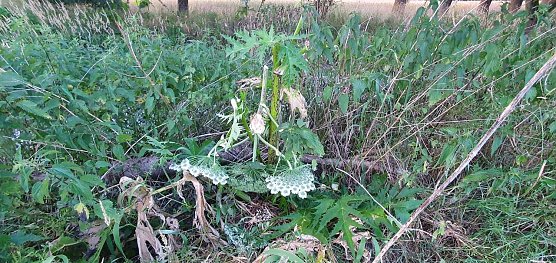 Im Naturschutzgebiet Sattelk&ouml;pfe wurden Bl&uuml;ten- und Fruchtst&auml;nde abgeschlagen: Die Fruchtst&auml;nde wurden jedoch nicht entfernt, die Fr&uuml;chte k&ouml;nnen weiter ausreifen. (Foto: B. Schwarzberg)