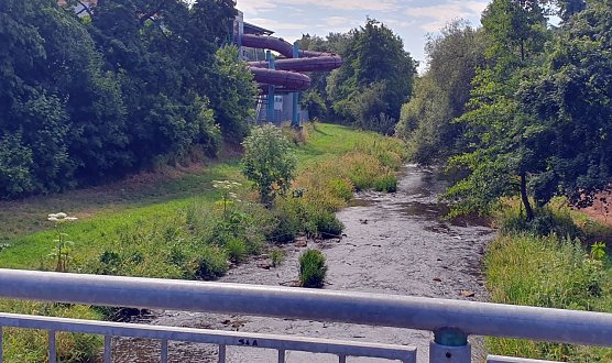 Auch am von Spazierg&auml;ngern gern aufgesuchten Zorgeufer unweit des Badehauses in Nordhausen bl&uuml;ht der Riesen-B&auml;renklau. (Foto: B. Schwarzberg)