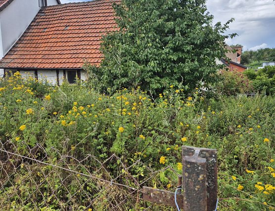 Wildwuchs in H&ouml;rningen (Foto: privat)