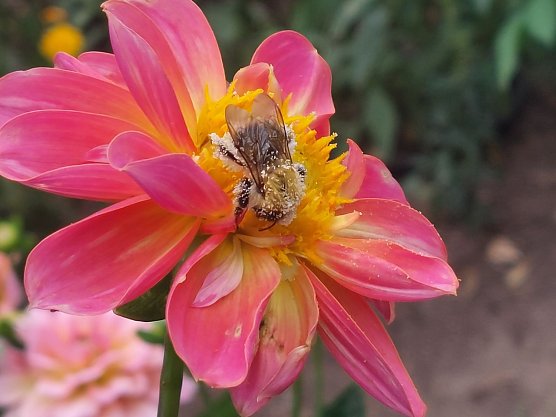 Fleißige Hummel (Foto: Cora Aderhold) Fleißige Hummel (Foto: Cora Aderhold)