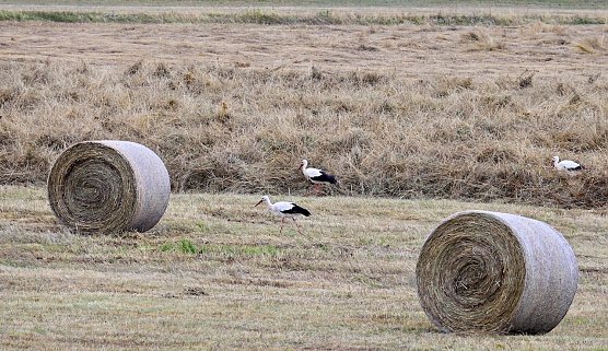 St&ouml;rche an Stausee in Kelbra (Foto: Marco Gerlach)
